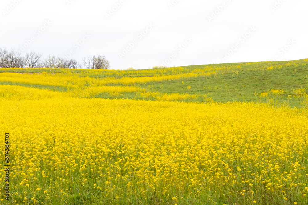 A Beautiful Field of Dense Yellow Flowers Blooming at Stroud Preserve, West Chester, Pennsylvania, USA