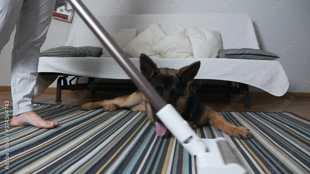 Vacuuming the house, next to it lies a German shepherd funny watching the movement of the vacuum