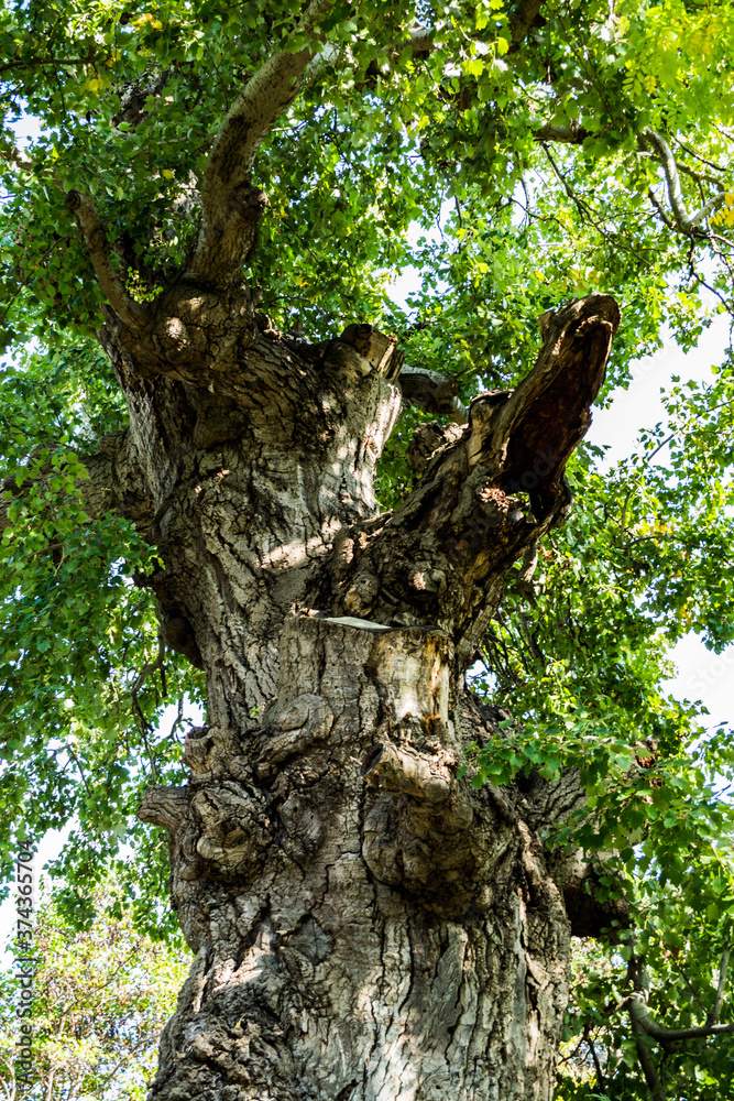Knobby tree trunk