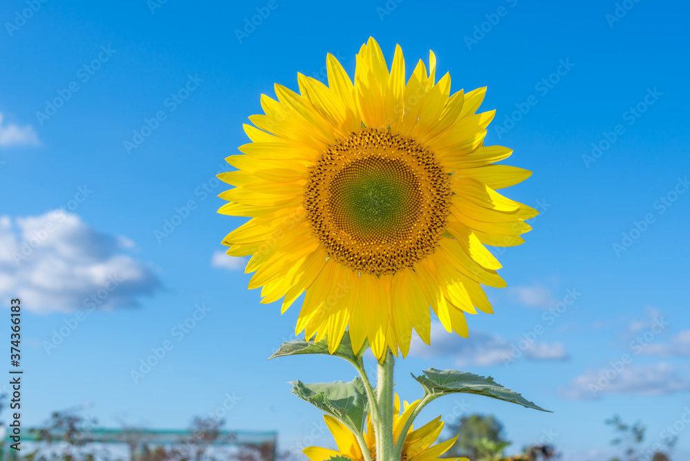 Sunflower field landscape close-up Sunflower field landscape close-up