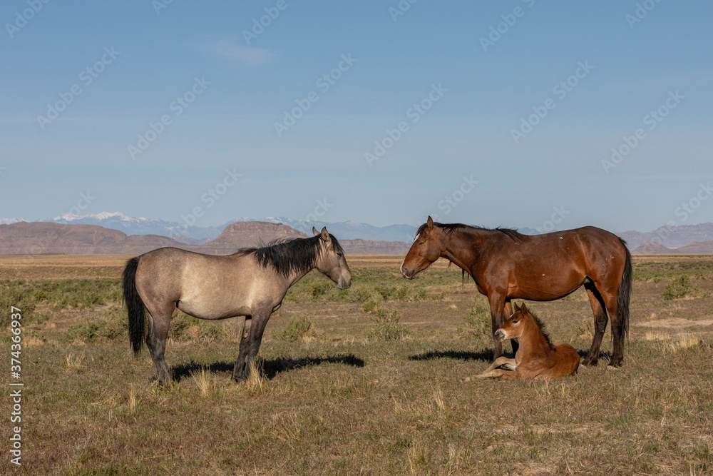 Wild Horses in the Utah Desert Wild Horses in the Utah Desert