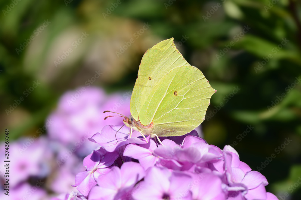 Obraz premium Schmetterling 759