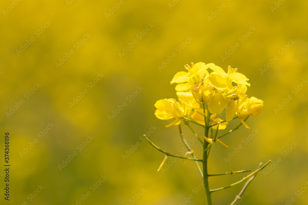 Closeup of a Bright Yellow Flower Blooming in a Field at Stroud Preserve, Chester County, Pennsylvania, USA Closeup of a Bright Yellow Flower Blooming in a Field at Stroud Preserve, Chester County, Pennsylvania, USA