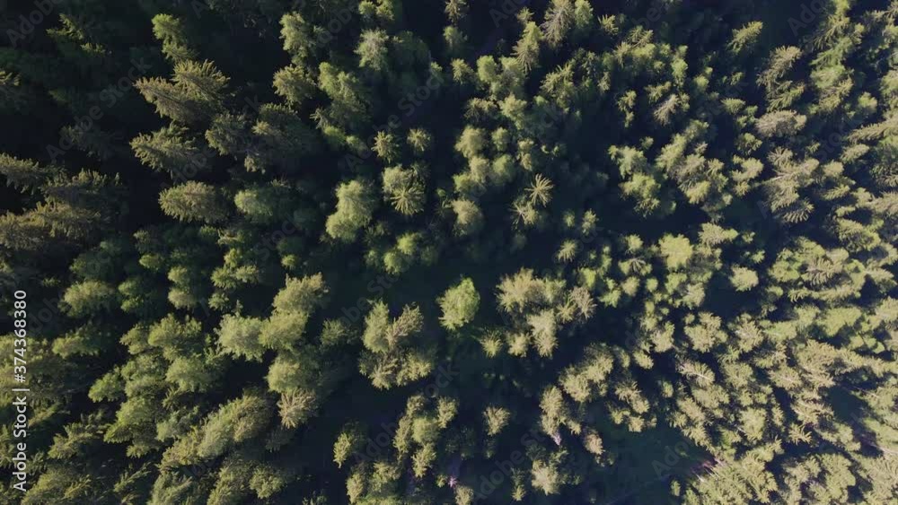 Bosco ripreso da Drone