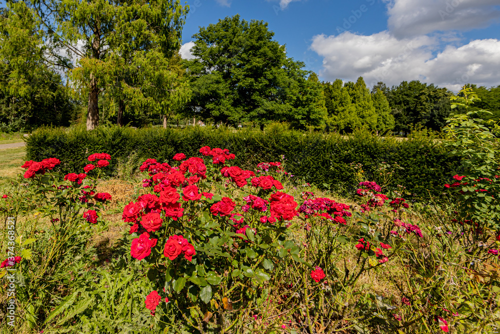 Rose bushes with red flowers in the Rose garden (Jardin des Roses) with green bushes and lush trees with a blue sky in the background, sunny summer day in Sittard, South Limburg, Netherlands
