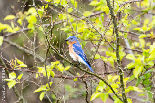 An Eastern Bluebird Perches on a Branch at Stroud Preserve, Chester County, Pennsylvania, USA