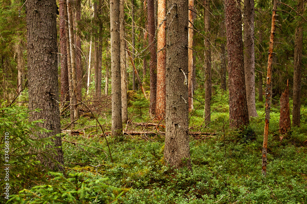 Fototapeta premium Beautiful summery lush boreal coniferous forest in Estonian nature, Northern Europe.