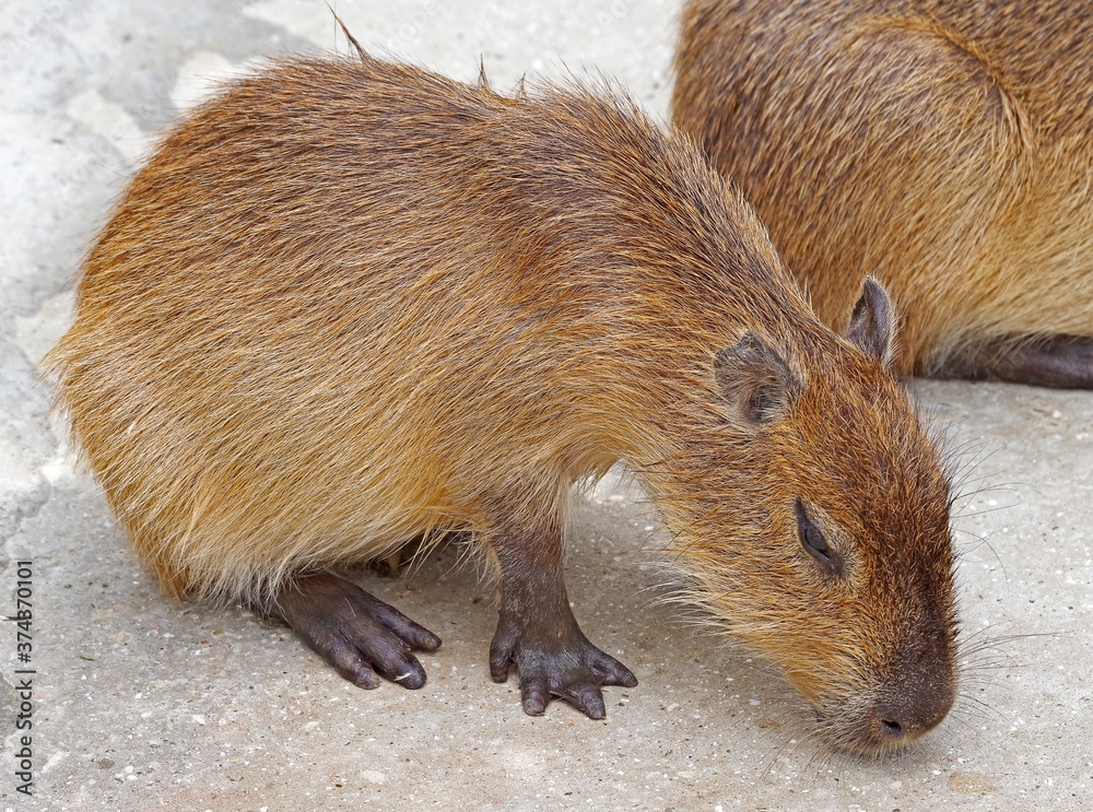 biggest mouse Capybara from South America biggest mouse Capybara from South America