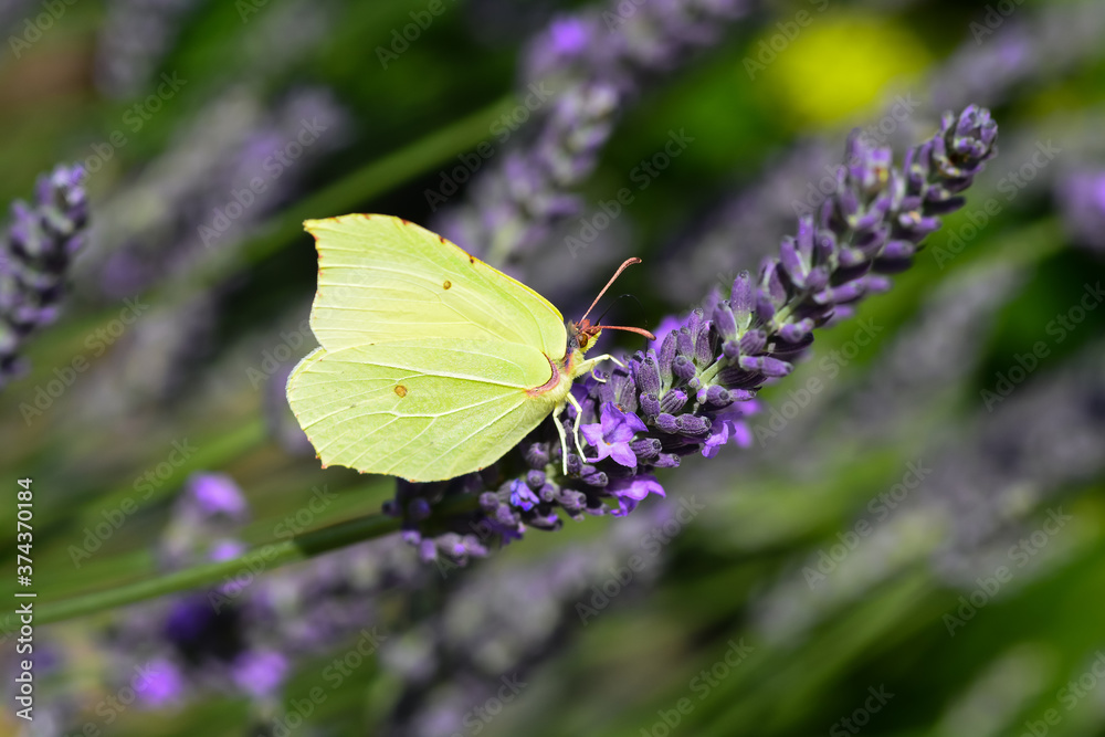 Papillon Citron Papillon Citron