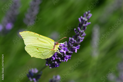Papillon Citron