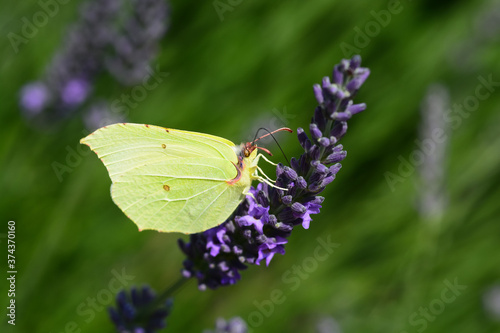 Papillon Citron photo