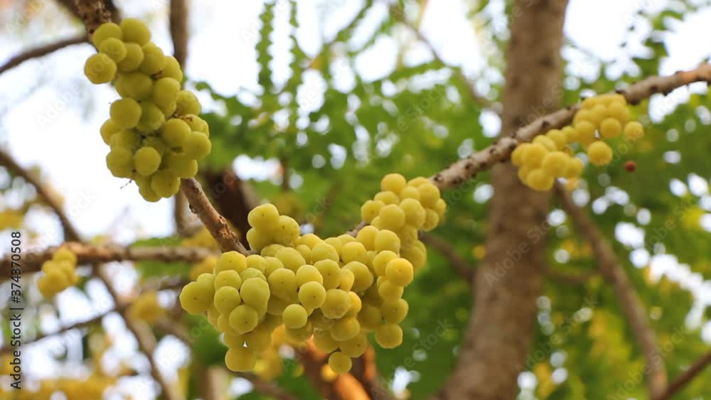 Star gooseberry fruit Star gooseberry fruit