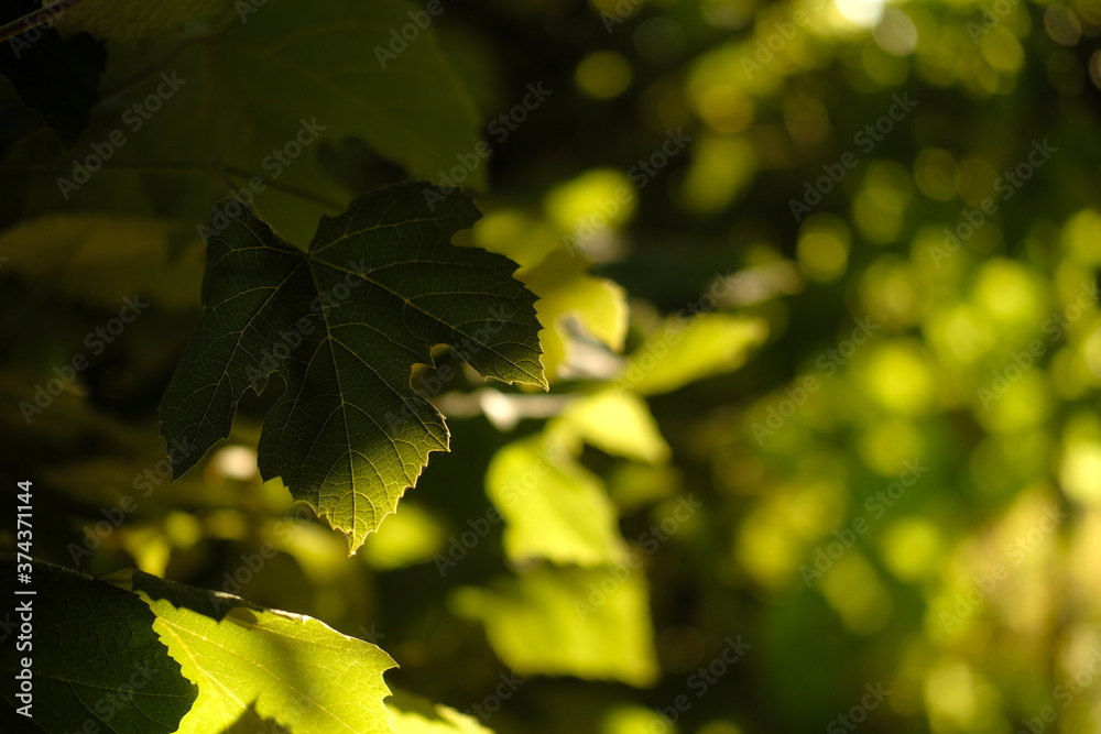 Leaves of green grapes, illuminated by the rays of the sun. Concept of play of light and shadow, selective focus and blur Leaves of green grapes, illuminated by the rays of the sun. Concept of play of light and shadow, selective focus and blur