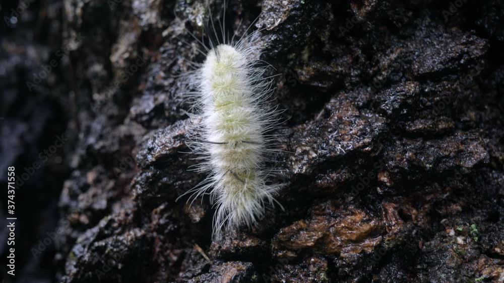 Caterpillar walking down the tree bark, slow motion Caterpillar walking down the tree bark, slow motion