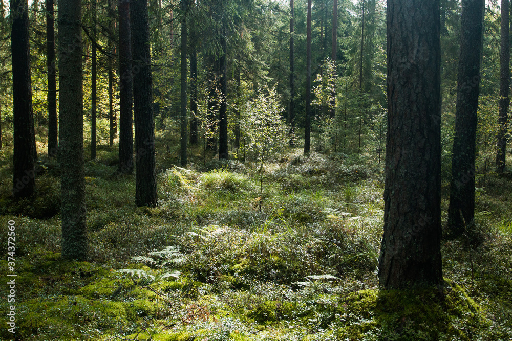 Beautiful summery lush boreal coniferous forest in Estonian nature, Northern Europe.	