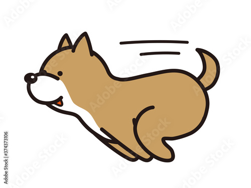 走る柴犬