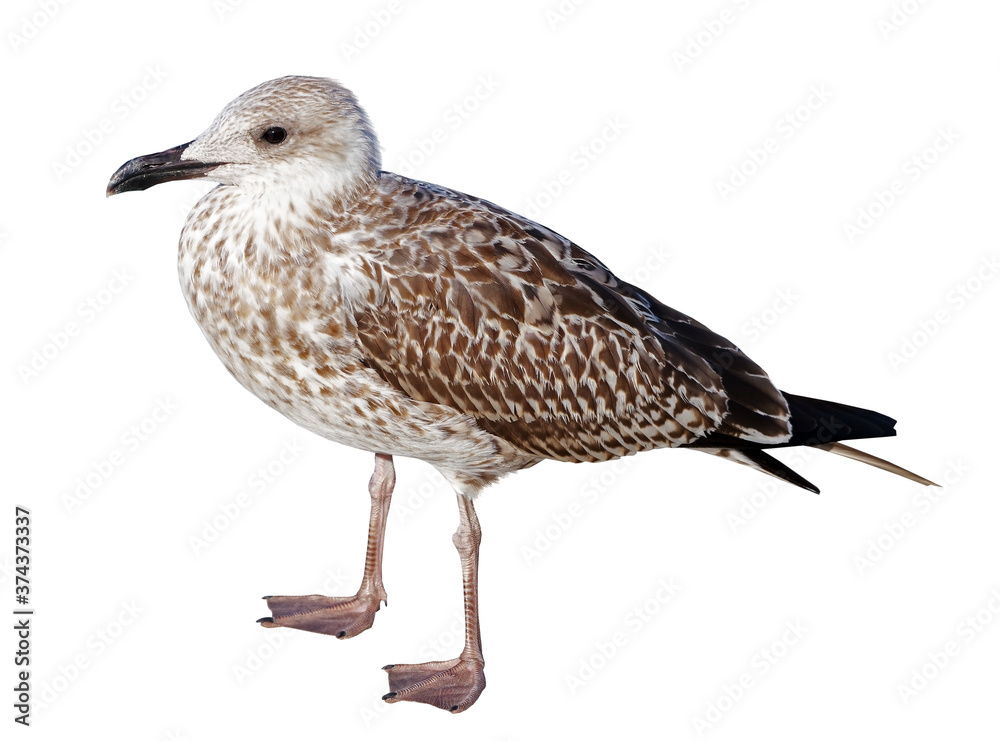 White and grey seagull White and grey seagull