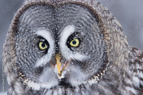 Ruler of taiga, Great grey owl, Strix nebulosa smiling with a snowy beak after eating some snow during a cold winter day in Northern Finland. 