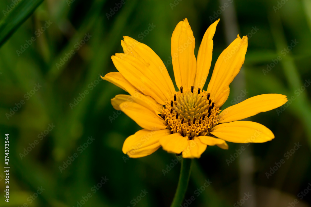 yellow compass plant flower on green background yellow compass plant flower on green background