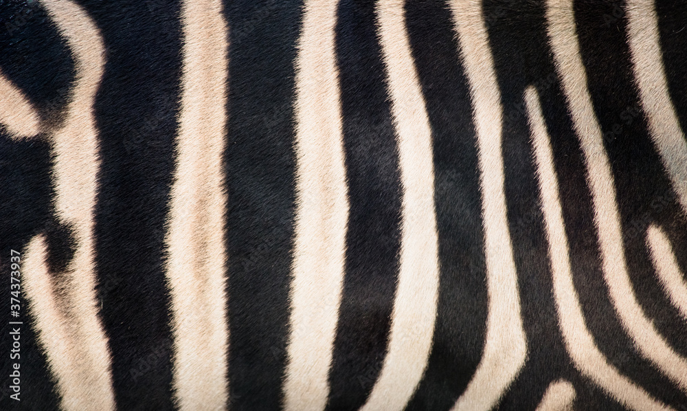 Close up de listras da zebra Close up de listras da zebra