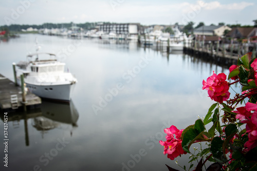 Flowers with soft focus canal water with boat in background, Lewes, DE © DanaDaglePhotography