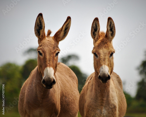 Fototapeta Naklejka Na Ścianę i Meble -  Twin Donkeys