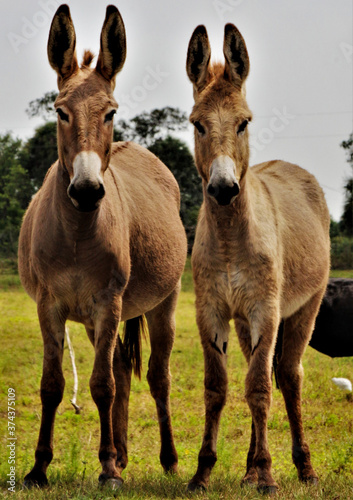 Fototapeta Naklejka Na Ścianę i Meble -  two donkeys in the meadow