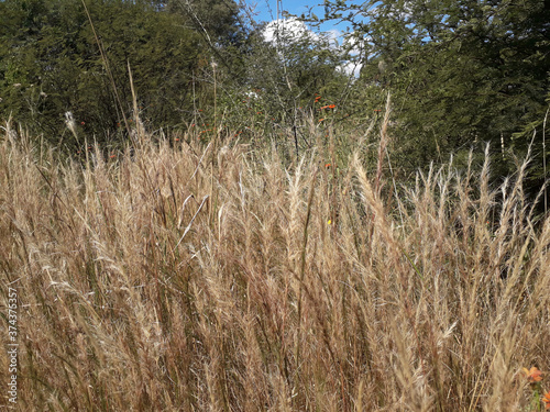 Native forest
