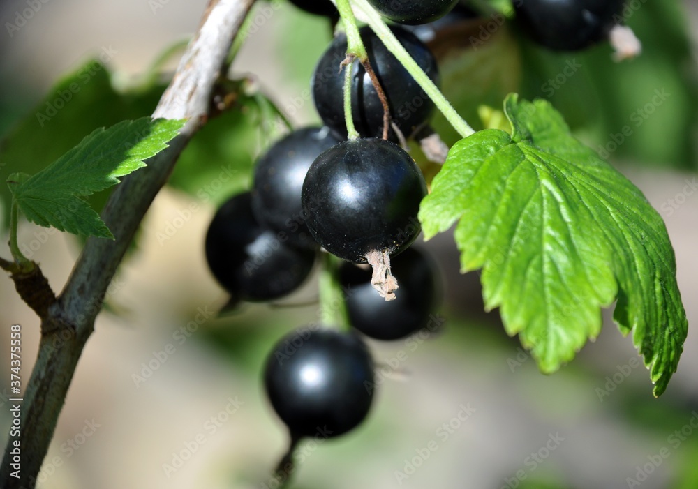 blackcurrant black currant (Ribes rubrum) summer sunny weather green background blackcurrant black currant (Ribes rubrum) summer sunny weather green background