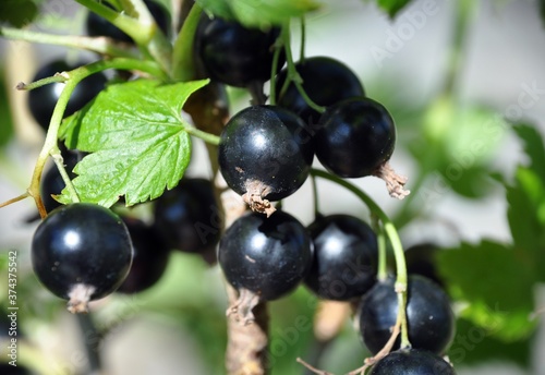 blackcurrant black currant (Ribes rubrum) summer sunny weather green background
