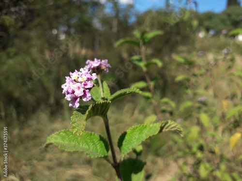Native forest