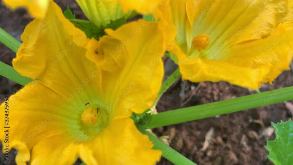 Bright yellow attractive blossom flower petals of edible zucchini variety squash gourd growing in commercial rows in an organic back yard food security vegetable garden Bright yellow attractive blossom flower petals of edible zucchini variety squash gourd growing in commercial rows in an organic back yard food security vegetable garden