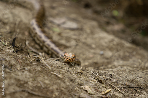 A python in the forest at Keoladeo Ghana National Park bharatpur rajasthan