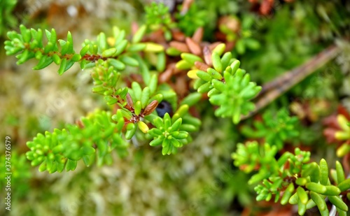 macro crowberry (Empetrum nigrum) at summer and sunny weather green background photo