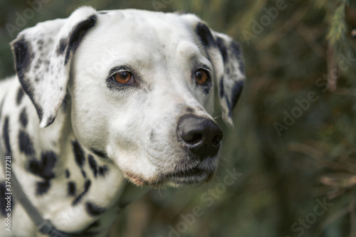 Portrait of a dalmatian dog