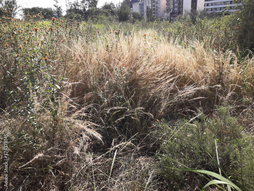 Native forest
