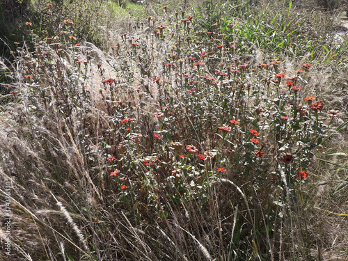 Native forest