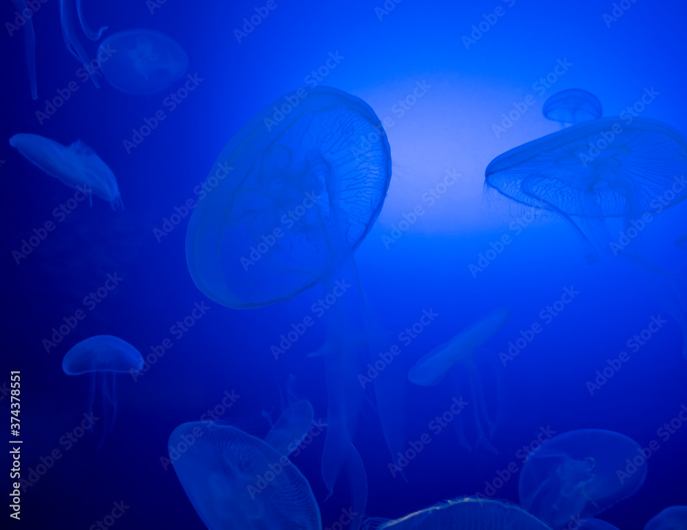 Jellyfish in the blue waters. Jellyfish in the blue waters.