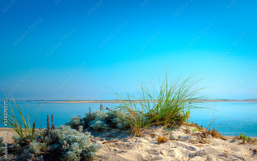 Peaceful Seascape View over Sand Dunes with Plants in the Chatham Seashore on Cape Cod Peaceful Seascape View over Sand Dunes with Plants in the Chatham Seashore on Cape Cod