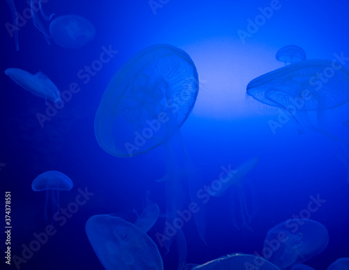 Jellyfish in the blue waters.