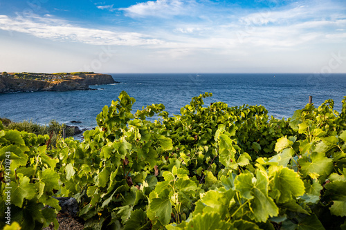 Sticker view of the sea from the vineyard