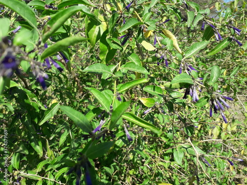 Native forest