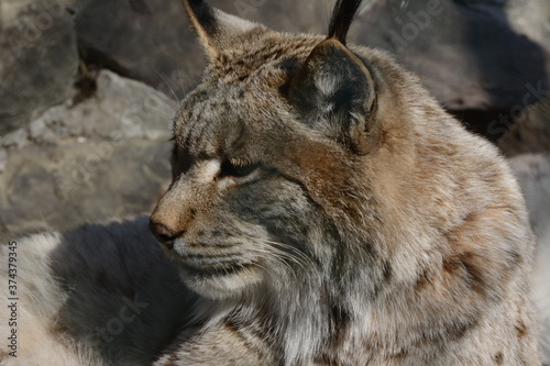 Lynx © Yara