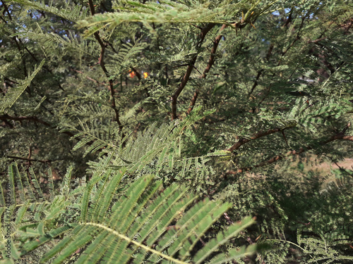 Native forest