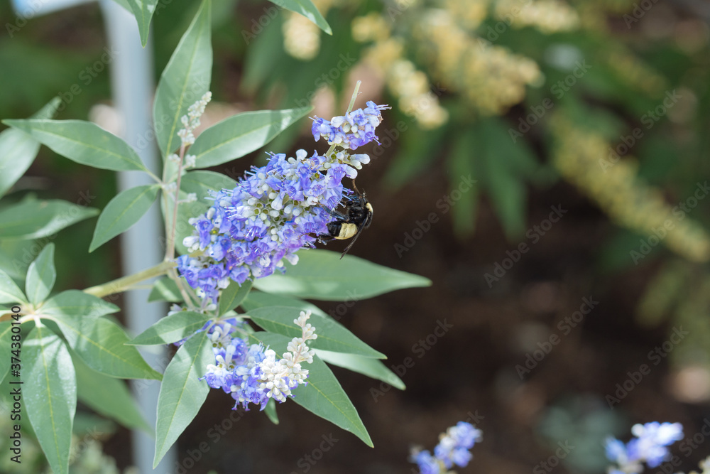 bumblebee collects nectar on blue flower bumblebee collects nectar on blue flower