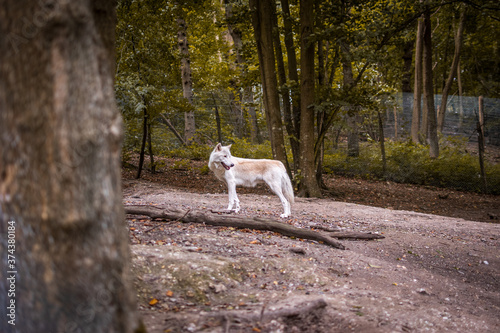 Fototapeta Naklejka Na Ścianę i Meble -  Wolf in a Canadian park in France, looking behind him