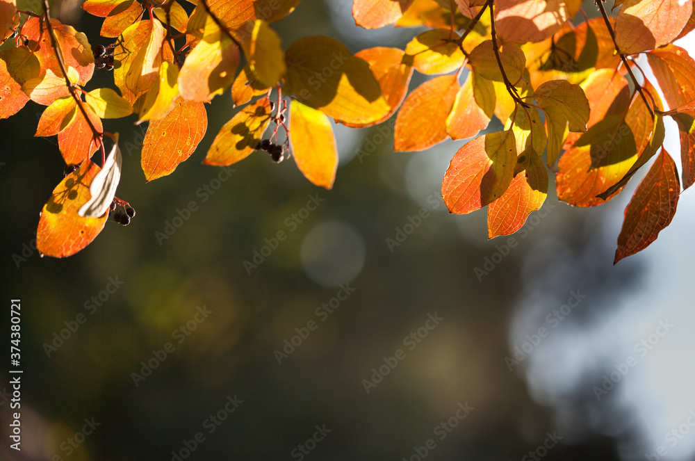 Fototapeta premium Natural autumn park backgorund, fresh yellow background with tree