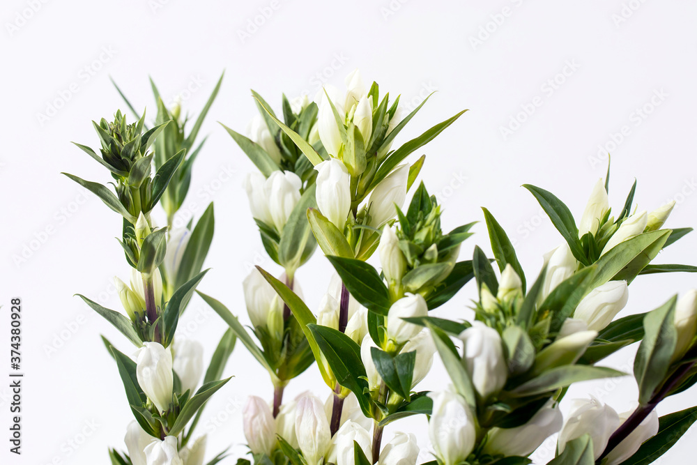 Obraz premium Gentiana lutea, the great yellow gentian, is a species of gentian native