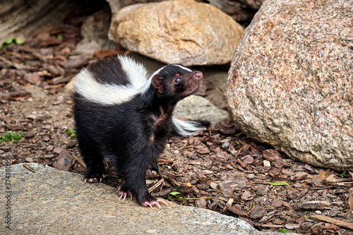 Streifenskunk ( Mephitis mephitis )