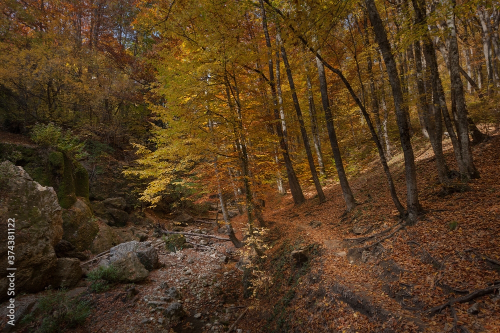 Natural autumn park backgorund, fresh yellow background with tree Natural autumn park backgorund, fresh yellow background with tree